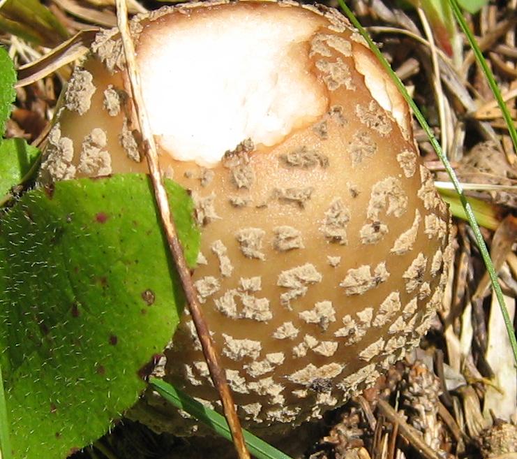 Funghi dalla Slovenia